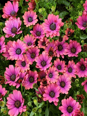 OSTEOSPERMUM Zion Copper Amethyst